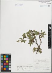 Foto von Salix hastata L.